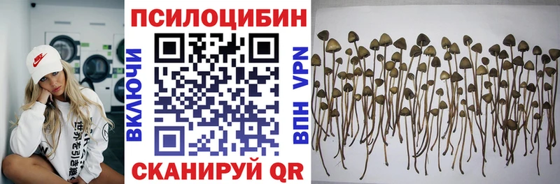 OMG маркетплейс Луза Галлюциногенные грибы Psilocybine cubensis
